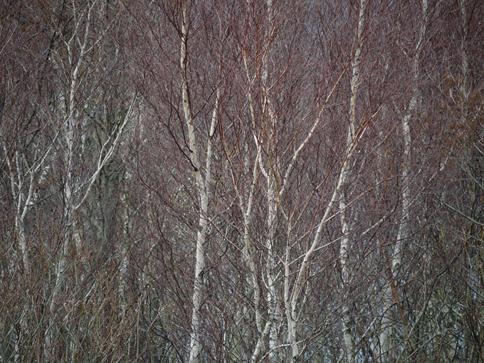 birch & willow 10.jpg